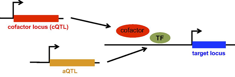 RESEARCH – BUSSEMAKER LAB